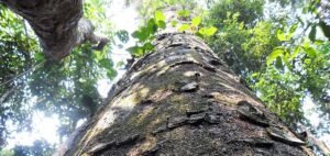 albero di copaiba
