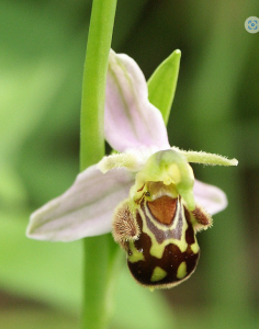 Ophrys apifera