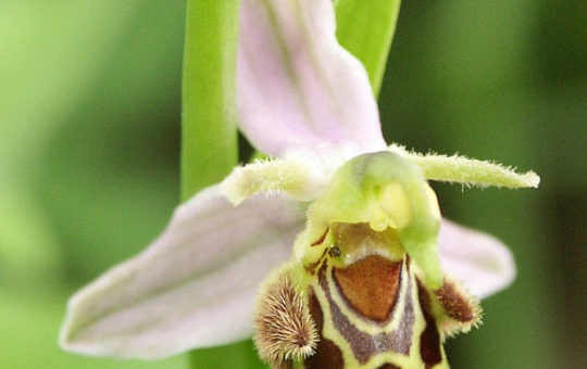 Ophrys apifera