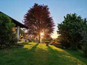 il grande faggio saggio di Supiè