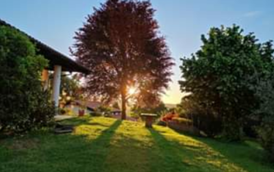 il grande faggio saggio di Supiè