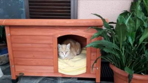 Rufus, gatto nella cuccia del cane