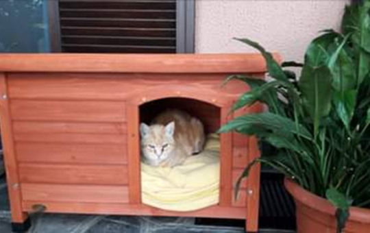 Rufus, gatto nella cuccia del cane